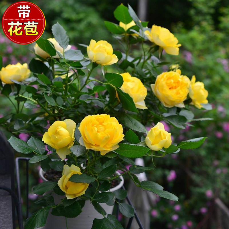 四季花卉欧月花苗阳台盆栽微型月季金丝雀切花月季丰花月季花苗