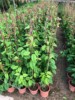 Guangdong Zhongshan supply Scaffolding green Potted plant Long thomsonae Wall green Safflower Long thomsonae