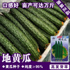 Cucumber seeds Cucumber seeds Vegetable Vegetable Vegetable Vegetable Rapeseed Crusade Seed Company Four Seasons Sowing