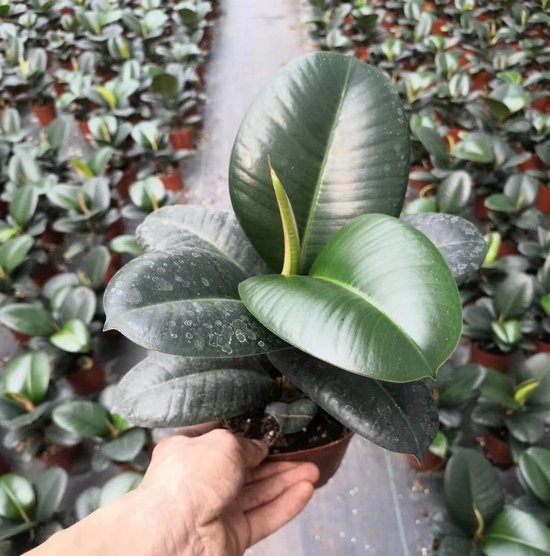 American Ficus #120 Potted Plant Air Purifying Houseplant 3