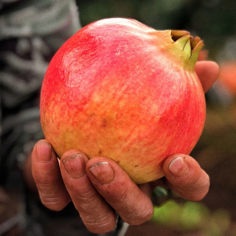突尼斯软籽石榴 四川会理精品石榴 顺丰发货 礼盒装 一件代发|ru