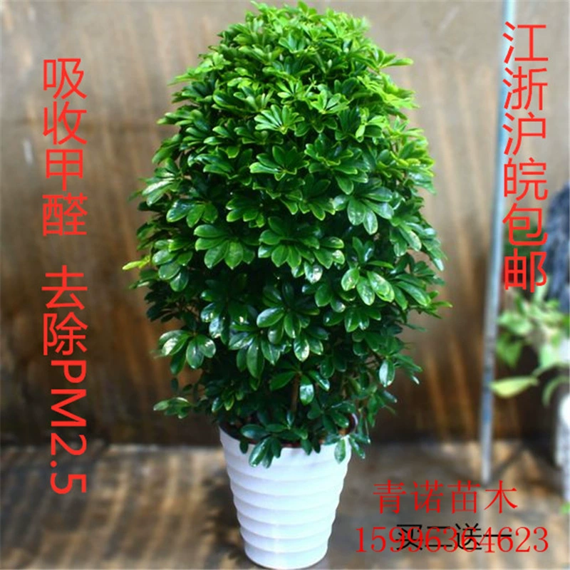 Утиные лапки Дерево оптом утиная Пальма Настольные горшечные растения комнатный лист просмотр бонсай Восьмиугольные большие горшечные растения для очистки воздуха