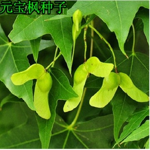 紅葉楓種子圖片 海量高清紅葉楓種子圖片大全 阿里巴巴