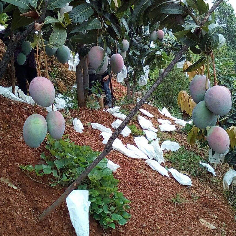 苗圃包邮广西嫁接芒果树批发 凯特芒现货批发当年结果|ms