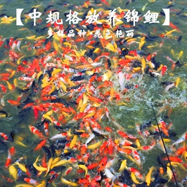 观赏鱼;宠物周边用品;特种水产