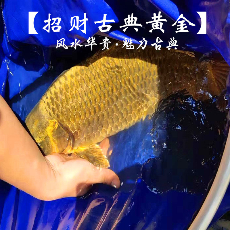 Classical Metallic Japanese Live Pure Koi Feng Shui Bronze Koi Fish Aquatic Fish Fry Commercial Fish Wholesale