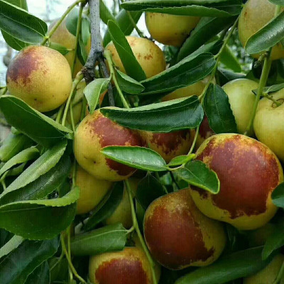 山东沾化冬枣 新鲜应季水果鲜枣 整箱装水果鲜枣 现摘现发|ru