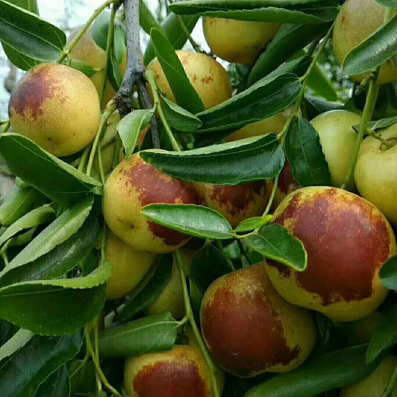 山东沾化冬枣 新鲜应季水果鲜枣 整箱装水果鲜枣 现摘现发|ru