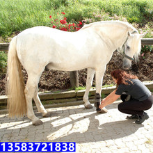 骟马温顺吗景区供游客骑乘的马蒙古马多少钱一匹真马小马驹活的马