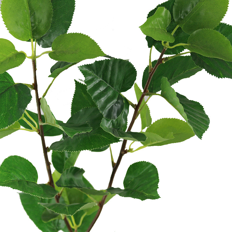 XRB-013苹果二叉枝37叶 (1).jpg