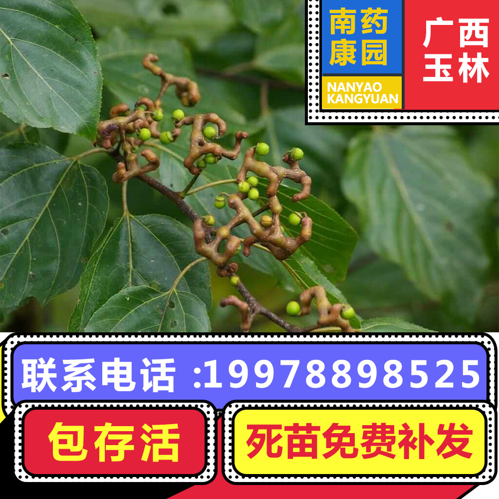 万寿果苗图片,万寿果树图片,果苗图片大全_大山谷图库