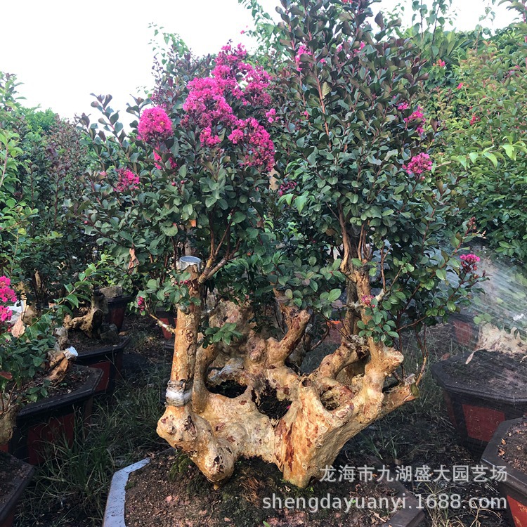 IMG_5434(20200224-225839)