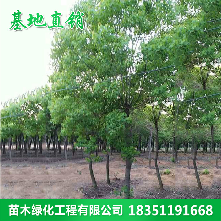 39e3e468152d462e9a7a0ddd0528fd