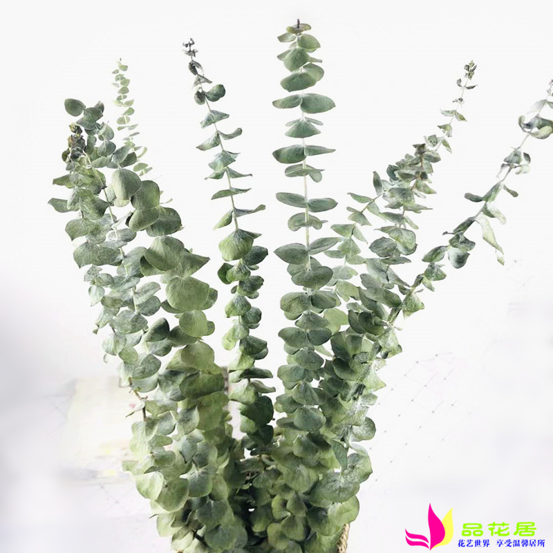 Dried flowers Eucalyptus Copper coin press Yuan Ye Flower material Bouquet of flowers Small bouquet Factory wholesale