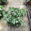 Base direct batch of happy trees/rich trees/green treasure small potted room indoor leaves, plant flowers and green plant purification air