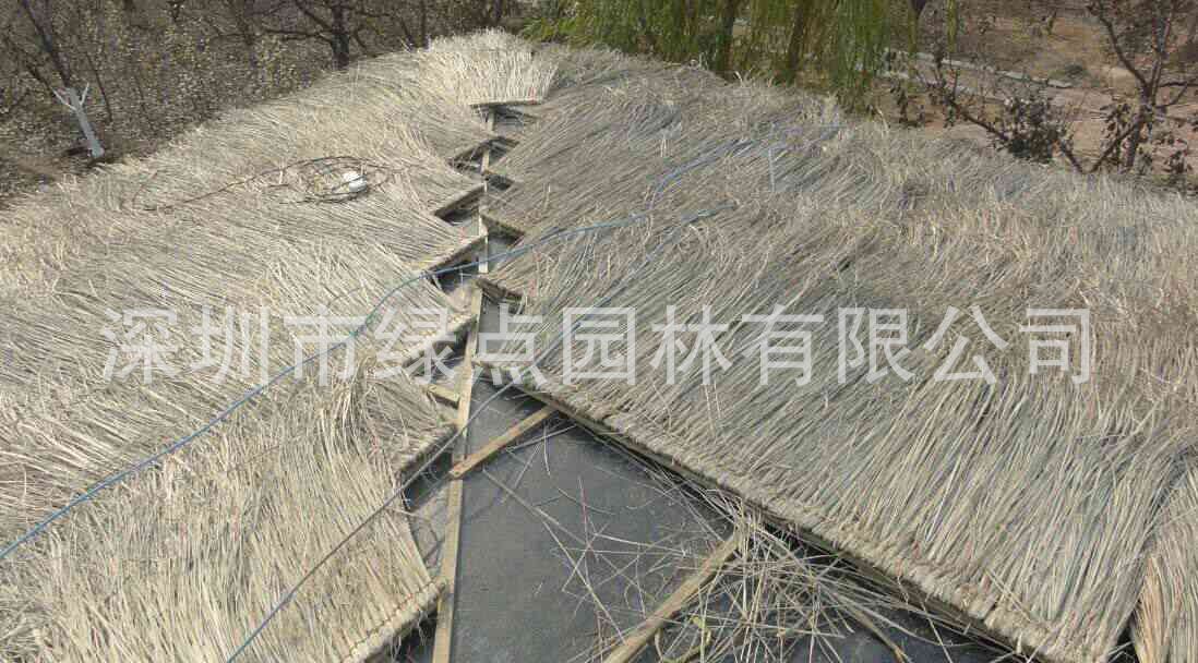 黄茅草屋顶 (24)