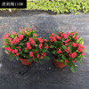 [Base batch] Iron Begonia/Tiger Stab Pot Potted Room Observation Flowers Red Baby Blossoms in Four Seasons