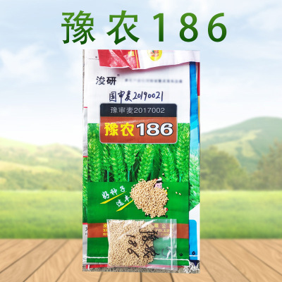 豫農186小麥種子畝産可達1300斤左右