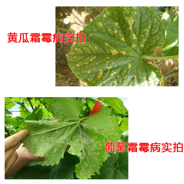 Downy Mildew Kit 4