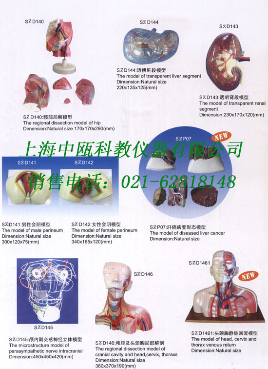 8-8、人体解剖模型（计8张网页）人体局部解剖模型|系统解剖模型
