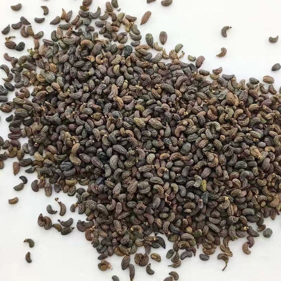 供应中药材女贞子圆形女贞子鸡腰女贞子产地直销|ms