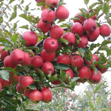 批發水果樹種子：蘋果 梨樹    山楂等各800公斤