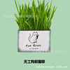 Wholesale net red without soil cultivation cat grass lazy hydroponic catwood without cat grass to help digestion cat snacks