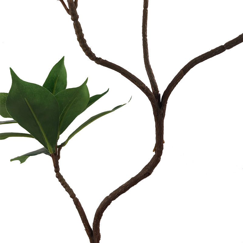 XRB-247 厚皮香四叉枝 (7).jpg