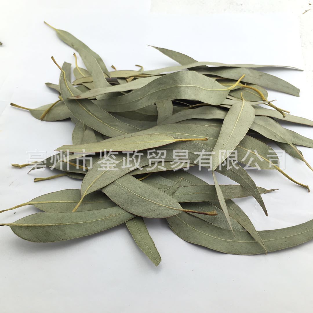 Dried Eucalyptus Leaf An Ye Bulk Herbal Tea Ingredient Sun Dried 500g overview