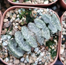 趣味园艺绿植栽培观赏性绿色植物十二卷属川东极美玉扇万象玉露