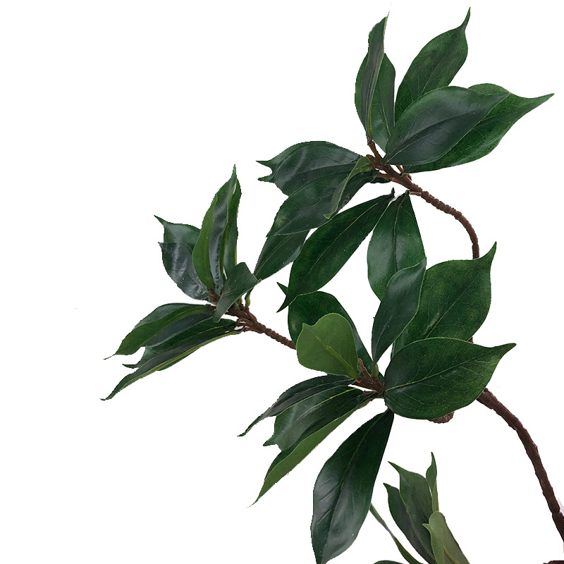 XRB-247 厚皮香四叉枝 (4).jpg