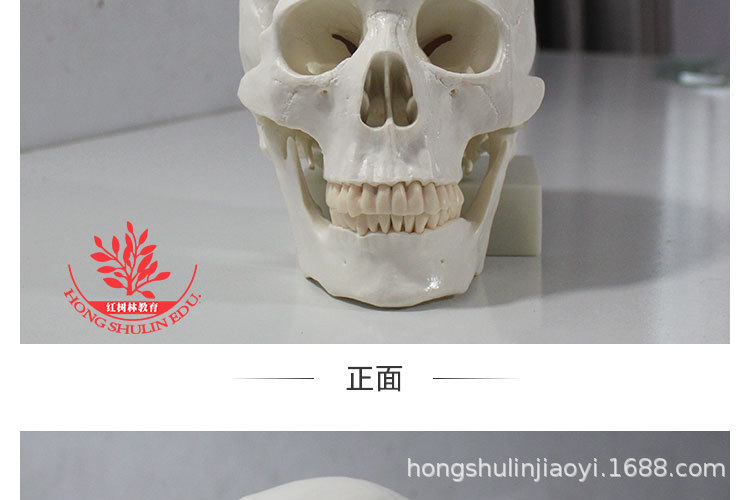 13 正常头骨纯白.jpg