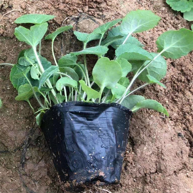 基地直发二月兰 二月兰花海 观赏类草花 二月兰营养杯苗 矮生盆栽