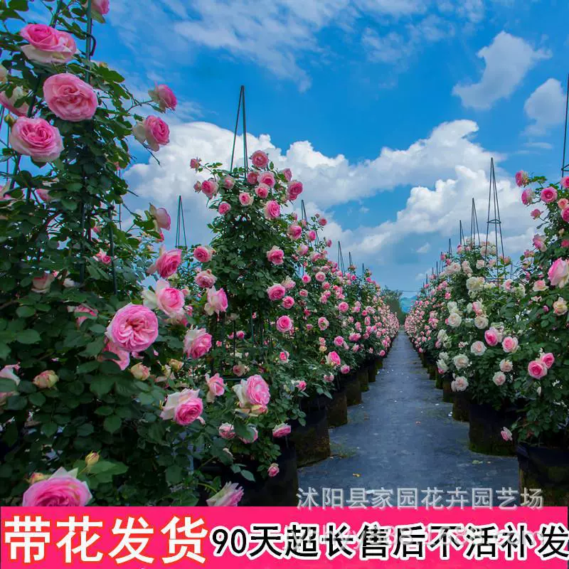 Ou Yue Vine Мото Роза Рассада Большой Цветочный Аромат Четыре Сезона Цветущая Роза в Горшке Восхождение Виноградная лоза Садовый Цветок