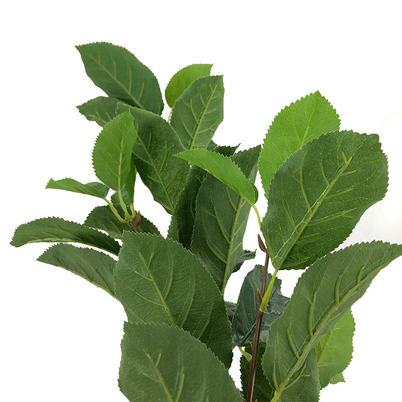 XRB-171梨叶五叉枝 4.jpg