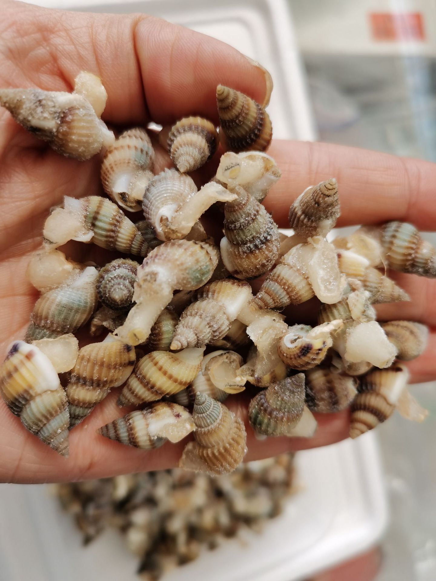 批發冷凍海瓜子海錐海螺絲貝類海産品熟凍麻辣海鮮半成品原材料