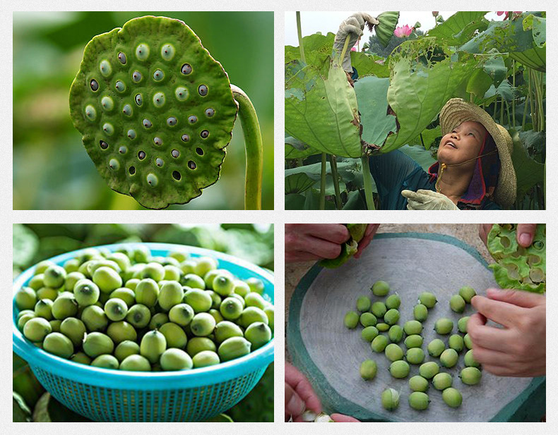White Lotus Seeds Bai Lian Zi 500g Coreless Dried Nelumbo nucifera Seeds for Soup Congee and Herbal Cooking preparation