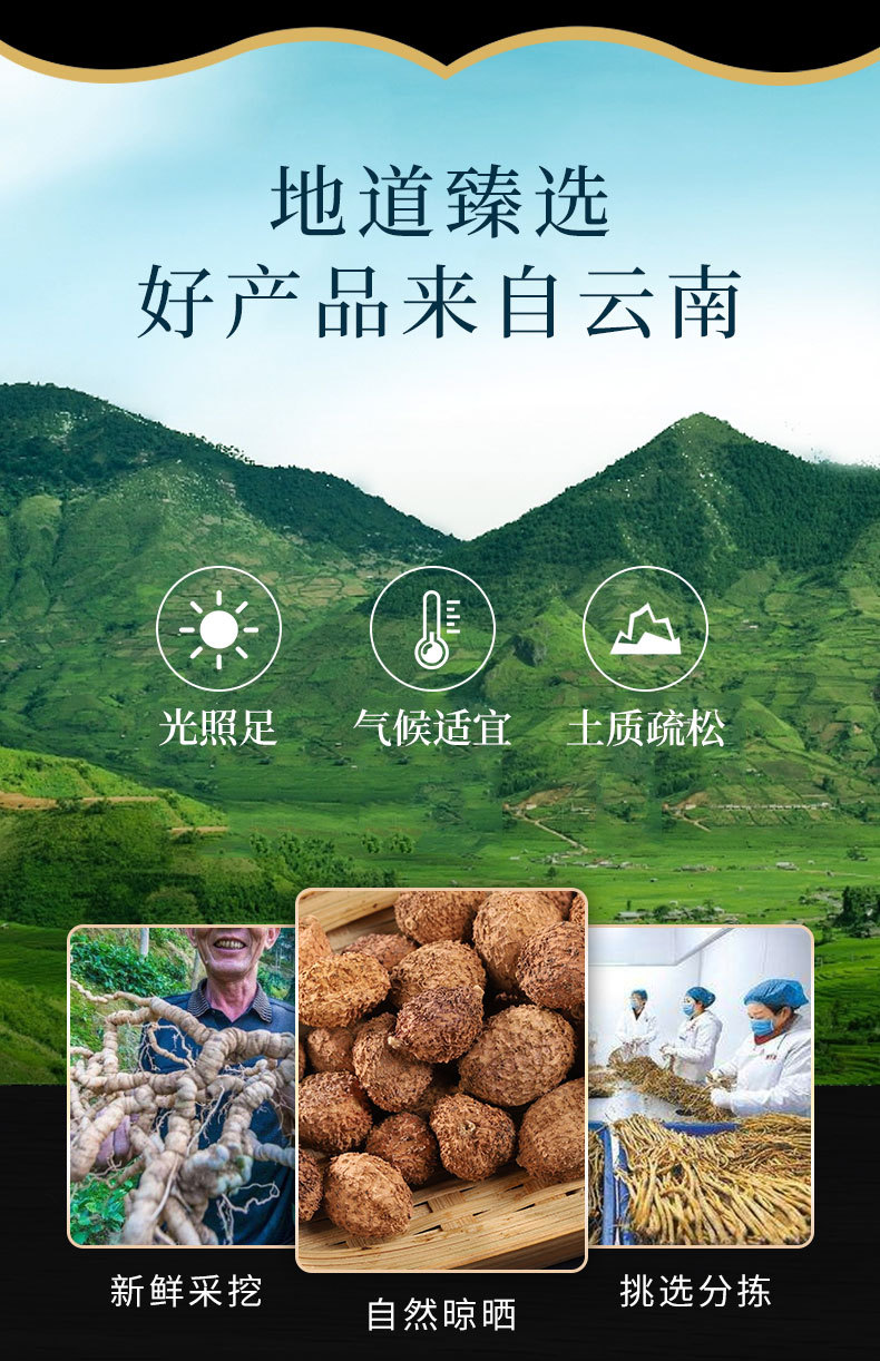 Sha Ren (Amomum villosum) Yangchun Sha — Dried Food-Herb Fruit for Cooking & Wellness overview