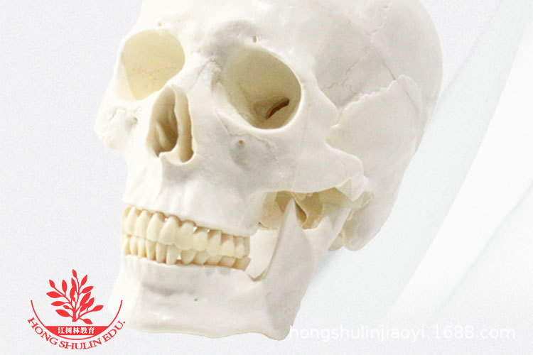 2 正常头骨纯白.jpg