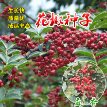 山椒花椒種子 山椒花椒種子批發 促銷價格 產地貨源 阿里巴巴