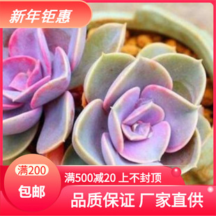 Высочные саженцы Tianyu, фиолетовая жемчужина, сочные саженцы Оптовые сочные растения