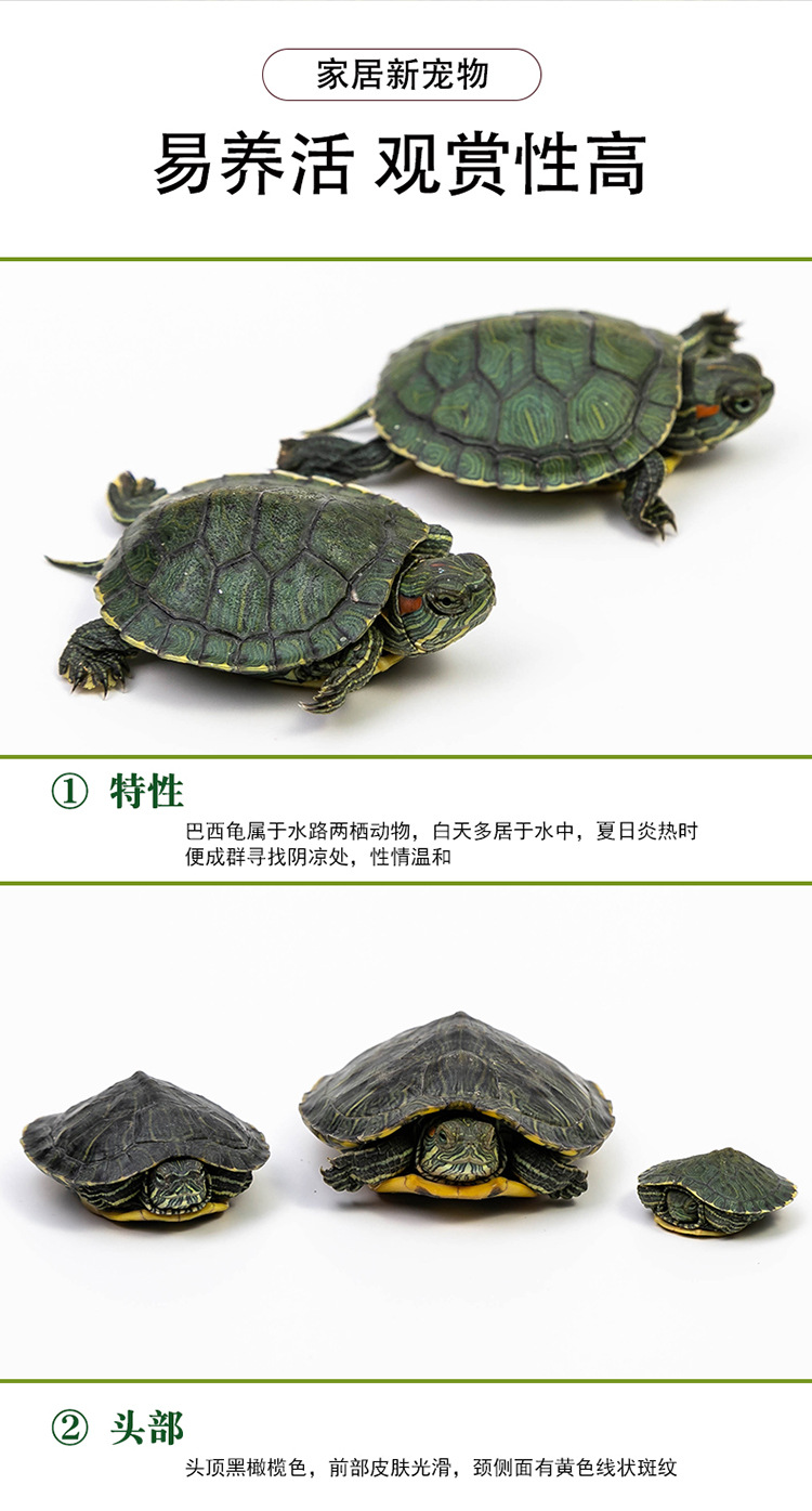 乌龟_02
