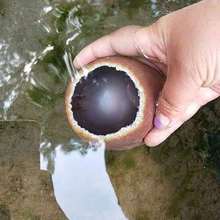 巴西水胆玛瑙原石 水胆风水摆件量大从优支持选货