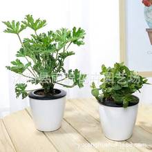 ��òݷN�� ���x�շN���ñ��� ��Nֲ��