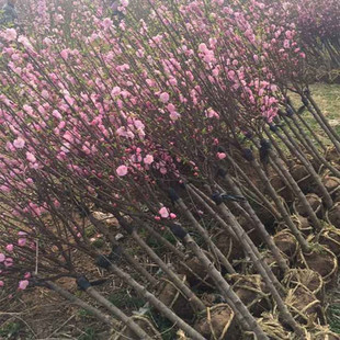 �@�־G����ľͥԺ�^��ֲ��÷����޽����~÷�����~÷�����L������