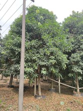 2011供应 全冠 蝴蝶果 15-20cm假植苗 园林绿化树 常绿乔木