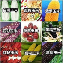 水果玉米种子 种子蔬菜四季 菠萝/草莓大田/黑/糯甜玉米种子