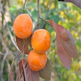 盆栽地栽庭院种植柿子树苗 嫁接柿子苗厂家出售现挖现卖根系发达