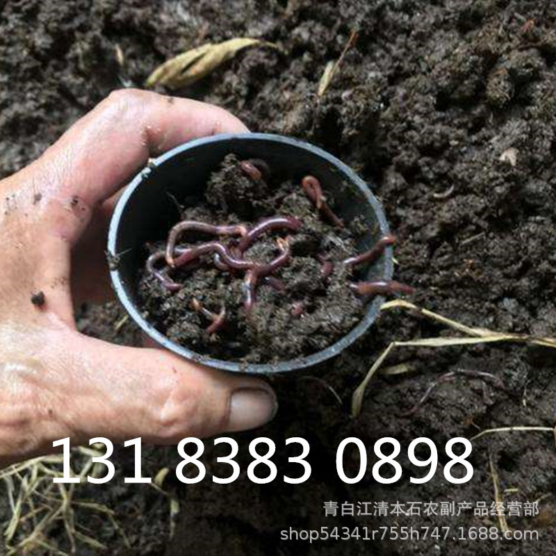 Earthworm breed Seedlings Ohira II Earthworm breed Earthworm Seedlings living thing Earthworm Earthworm Special type breed