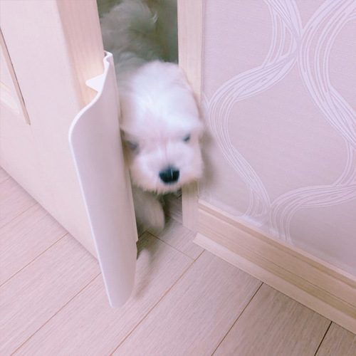 Korean version pet door air-conditioned room free entry and exit door modification accessories pet self-opener auxiliary cat door dog door